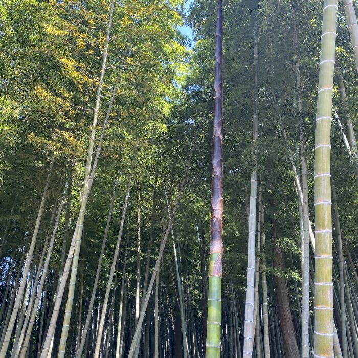 竹の子収穫